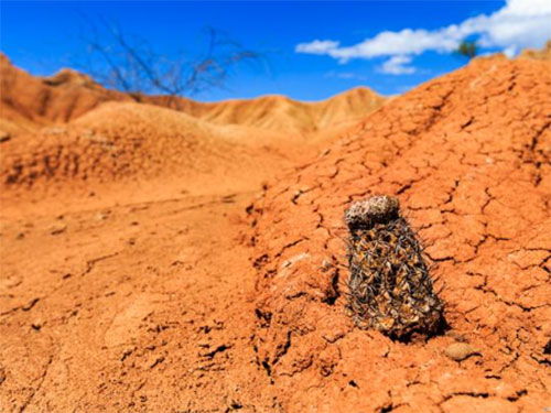 soil