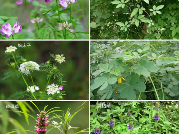 Identification of Chinese herbal medicine