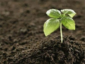 soil